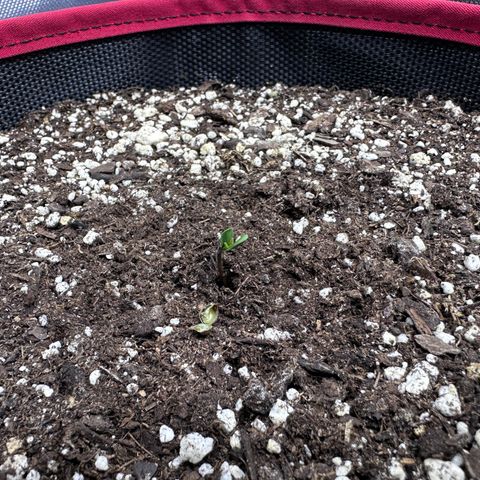 T1-BPP growlog timeline photo