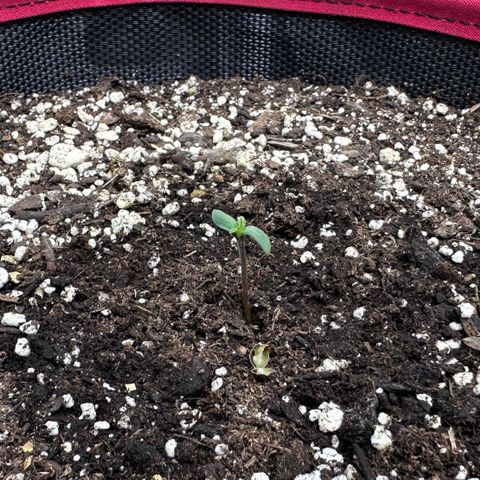 T1-BPP growlog timeline photo