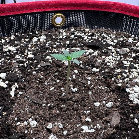 A-GC growlog photo: 5d… She started out a little slow but seems to be trying to catch up.
