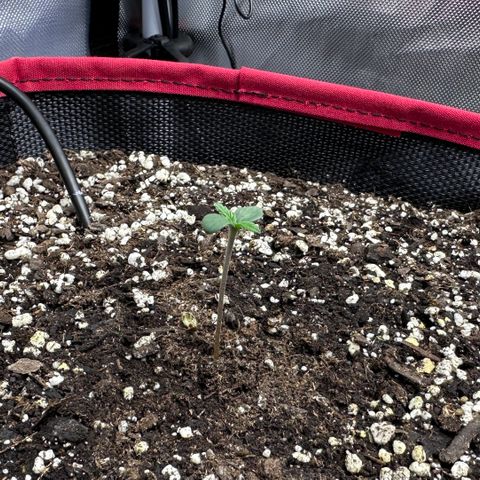 T1-BPP growlog photo: Looking good on her D2…