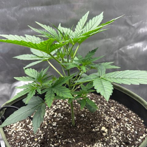 T2-SW growlog timeline photo