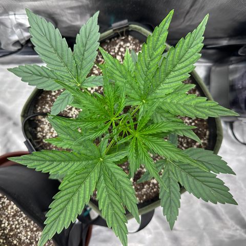 T2-SW growlog timeline photo