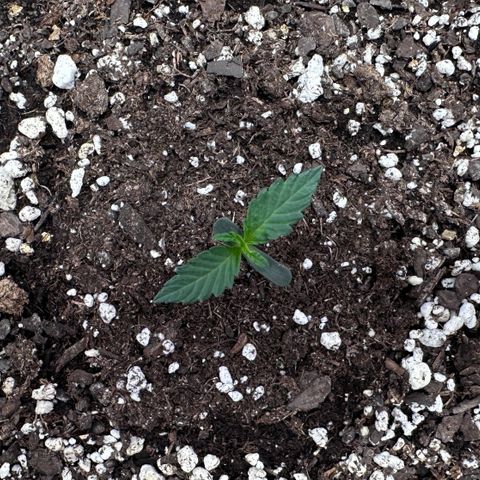 A-GC growlog photo: D7
