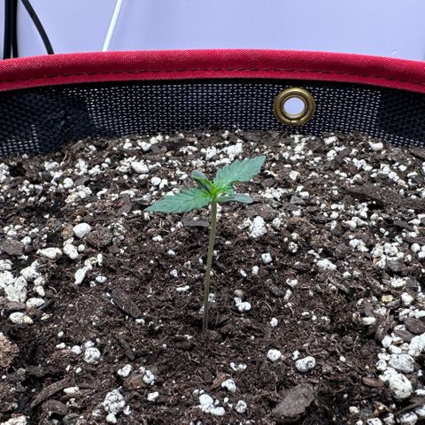 A-GC growlog photo: D7