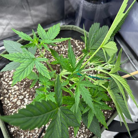 T2-SW growlog photo: LST begins…