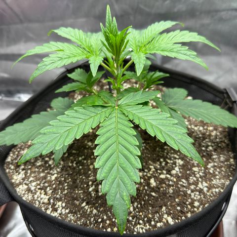 T3-DG growlog photo: D21