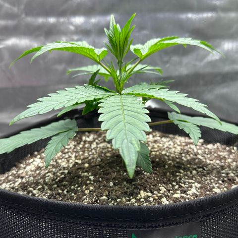 T3-DG growlog photo: D21