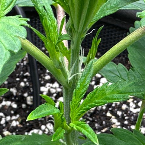 T3-DG growlog photo: D21