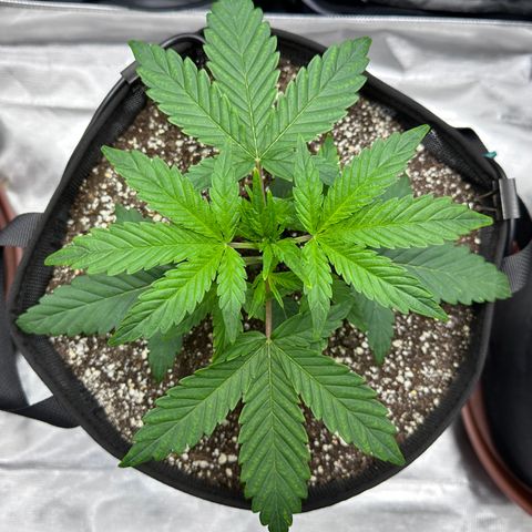 T3-DG growlog photo: D21