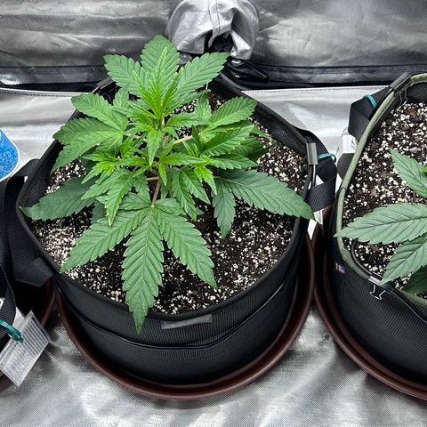 T2-SW growlog photo: Banana Purple Punch (D5) on the left, Double Grape (D22) in the middle, Skywalker (D23) on the right… 🌱😎