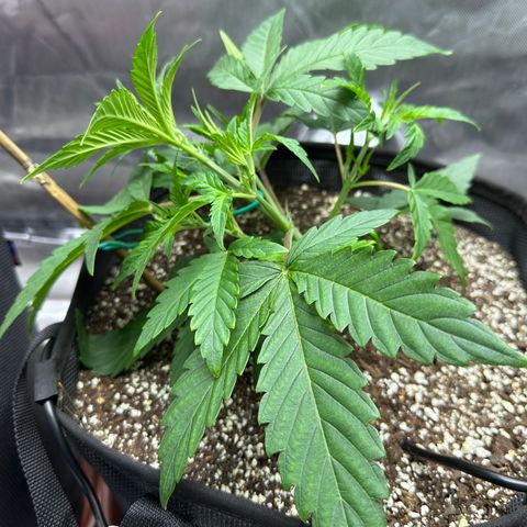 T3-DG growlog photo: Start of LST…