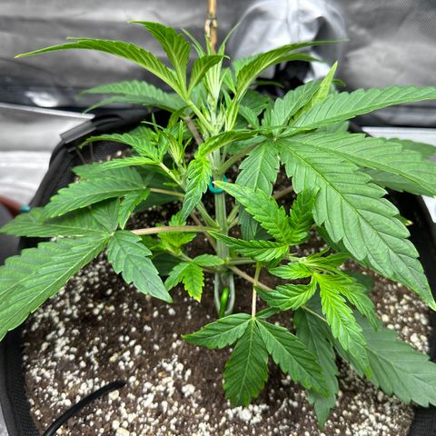 T3-DG growlog photo: Start of LST…