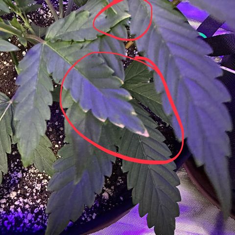 T3-DG growlog timeline photo