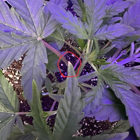 T3-DG growlog timeline photo
