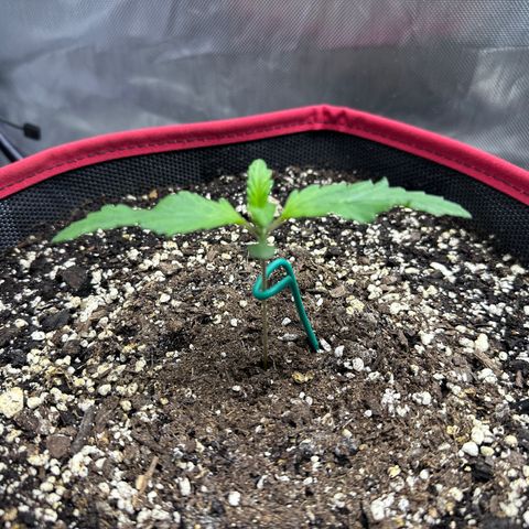 T1-BPP growlog photo: 1 week from seed, D8
