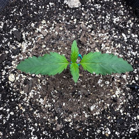 T1-BPP growlog photo: 1 week from seed, D8