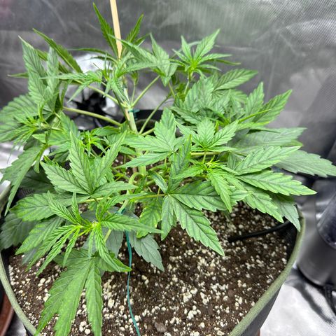 T2-SW growlog photo: D25