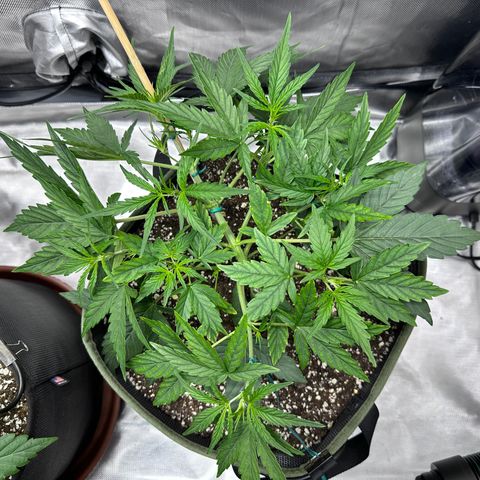 T2-SW growlog photo: D25