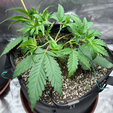 T3-DG growlog photo: D24