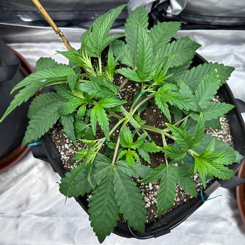 T3-DG growlog photo: D24
