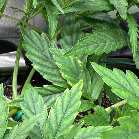 T2-SW growlog timeline photo