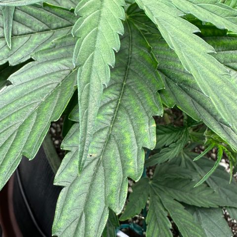 T2-SW growlog timeline photo