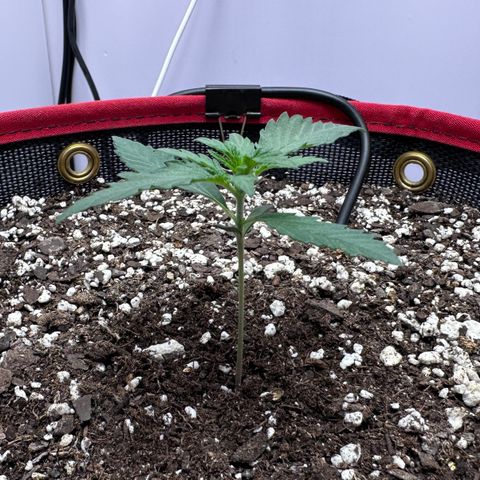 A-GC growlog photo: D15