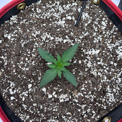 A-GC growlog photo: D15