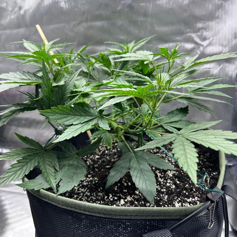T2-SW growlog photo: D29