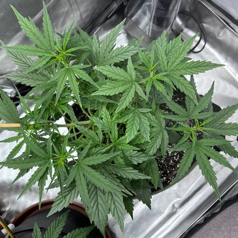 T2-SW growlog photo: D29