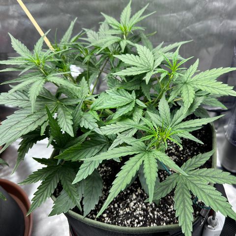 T2-SW growlog photo: D29
