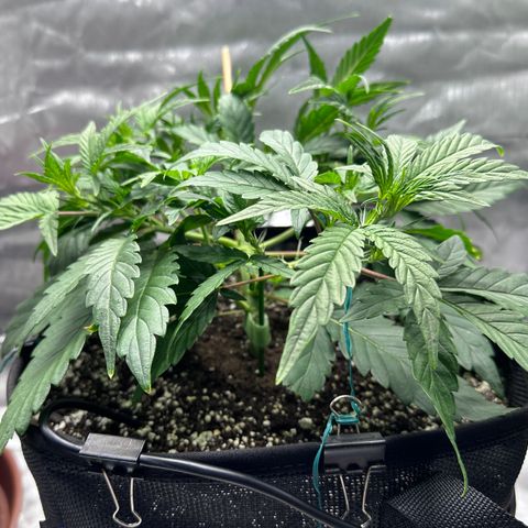 T3-DG growlog photo: D29