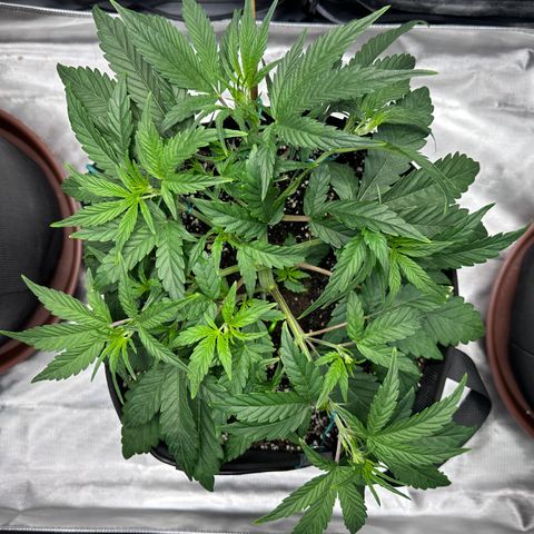 T3-DG growlog photo: D29