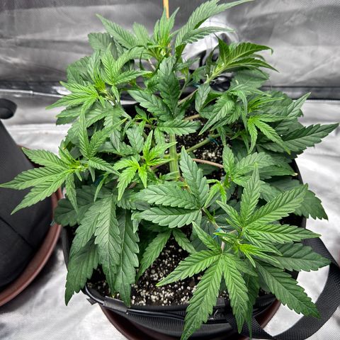 T3-DG growlog photo: D29