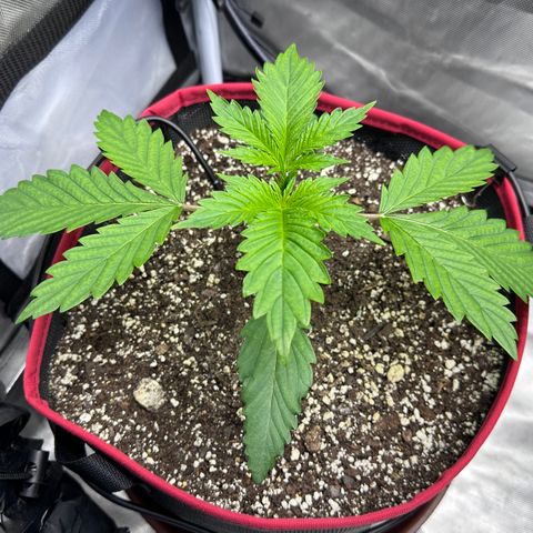 T1-BPP growlog photo: D15