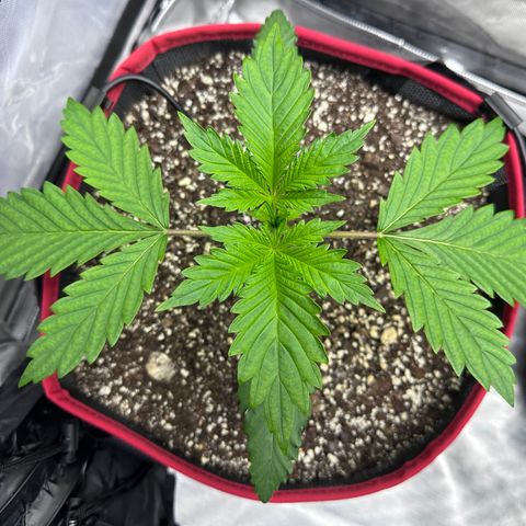 T1-BPP growlog photo: D15