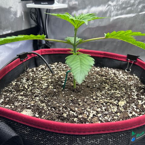 T1-BPP growlog photo: D15