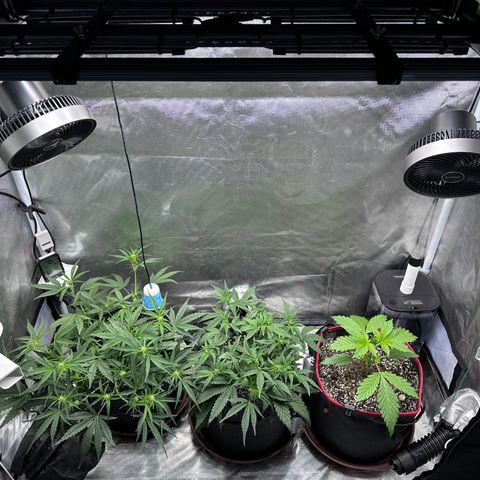 T2-SW growlog photo: Rearranged plants, Mephisto Skywalker (D33) on the left, Mephisto Double Grape (D32) in the middle, and FastBuds 420 Banana Purple Punch (D16) on the right… 🌱😎
