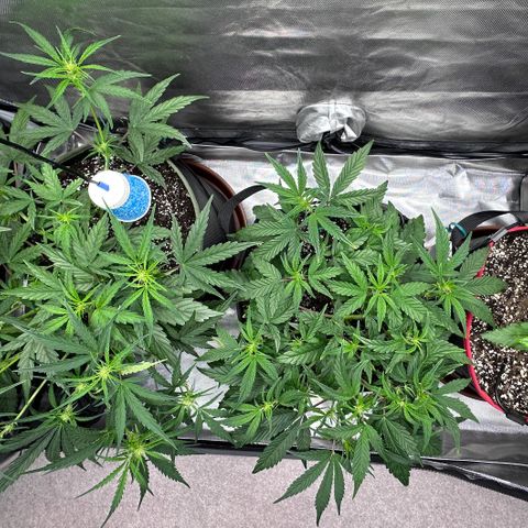 T2-SW growlog photo: Rearranged plants, Mephisto Skywalker (D33) on the left, Mephisto Double Grape (D32) in the middle, and FastBuds 420 Banana Purple Punch (D16) on the right… 🌱😎