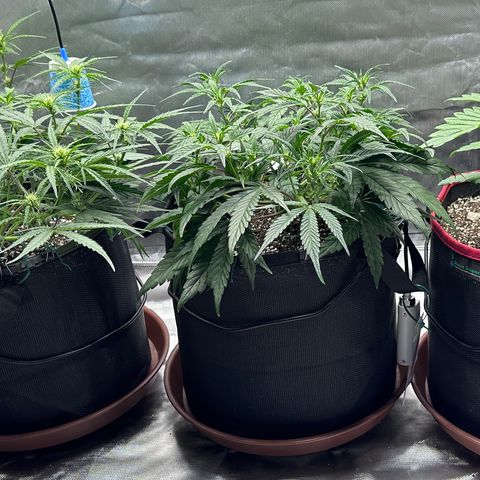 T2-SW growlog timeline photo