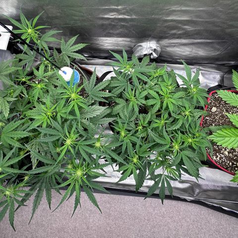 T2-SW growlog timeline photo