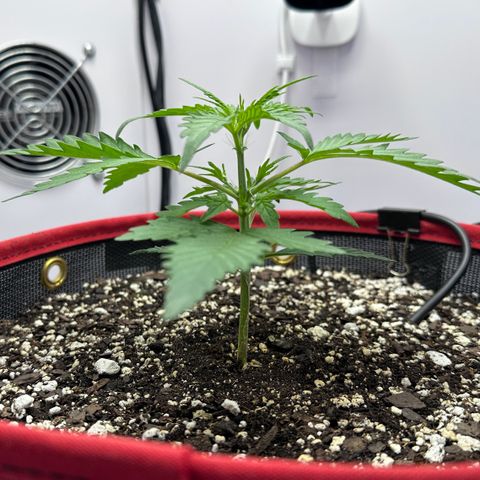 A-GC growlog photo: D22