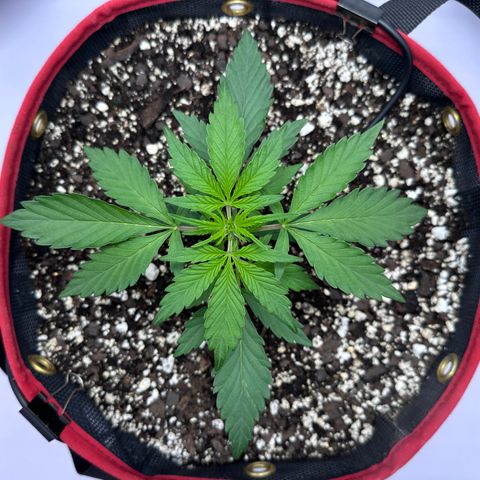 A-GC growlog photo: D22