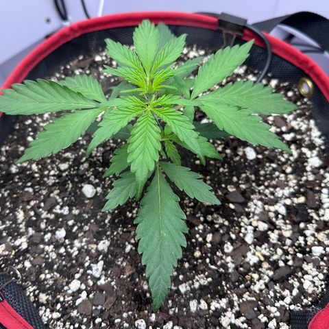 A-GC growlog photo: D22