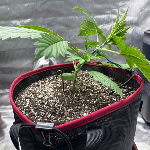 T1-BPP growlog photo: D17