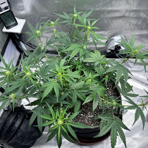 T2-SW growlog photo: D36