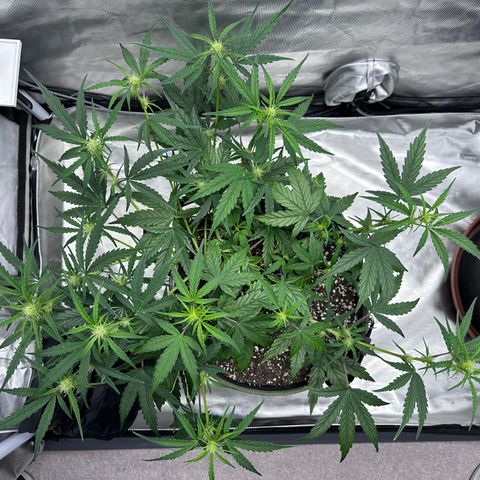 T2-SW growlog photo: D36