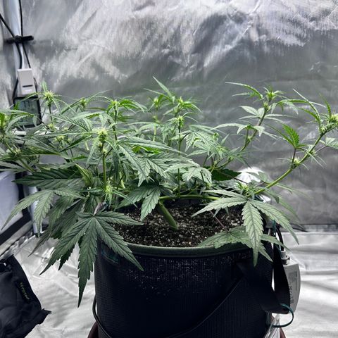 T2-SW growlog photo: D36