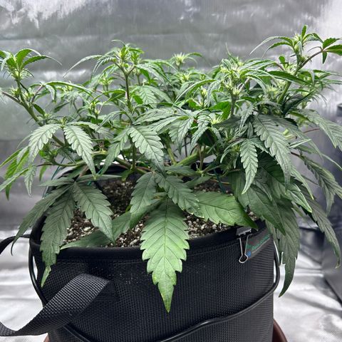 T3-DG growlog photo: D36