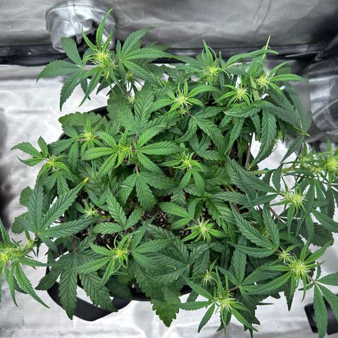 T3-DG growlog photo: D36
